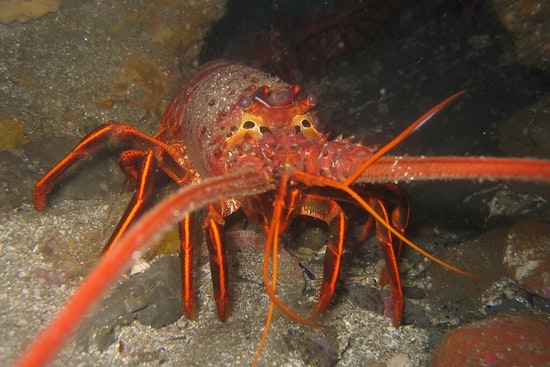South Florida Dives into Lobster Mini Season with Safety and Regulations at the Forefront