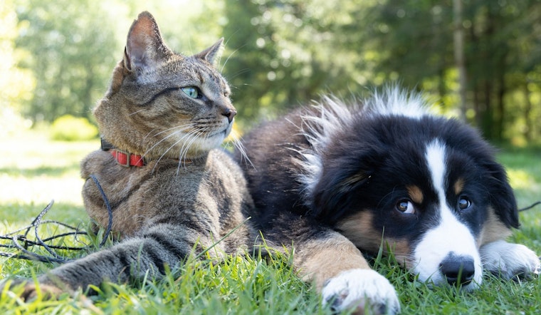 South Florida Shelters Battle Infectious Diseases, Call for Public to Adopt and Foster Pets in Miami-Dade and Broward