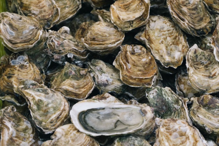 St. Bernard Man Cited for Illegal Oyster Harvesting in Terrebonne Parish, Louisiana