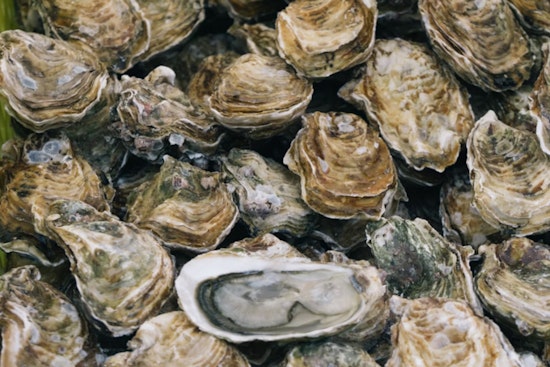 St. Bernard Man Cited for Illegal Oyster Harvesting in Terrebonne Parish, Louisiana