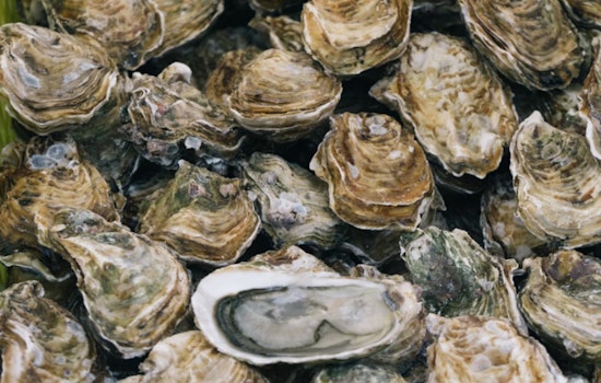 St. Bernard Man Cited for Illegal Oyster Harvesting in Terrebonne Parish, Louisiana