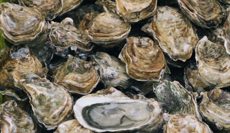 St. Bernard Man Cited for Illegal Oyster Harvesting in Terrebonne Parish, Louisiana