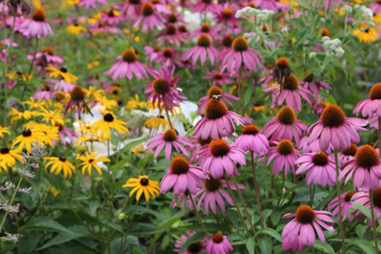 St. Louis Park Native Plant Sale Extends Deadline: Boost Your Garden and Help Pollinators