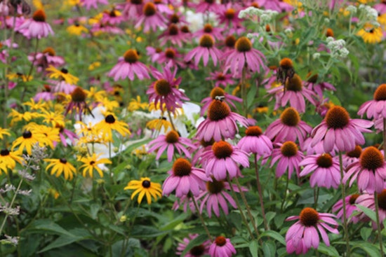 St. Louis Park Native Plant Sale Extends Deadline: Boost Your Garden and Help Pollinators