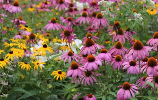 St. Louis Park Native Plant Sale Extends Deadline: Boost Your Garden and Help Pollinators
