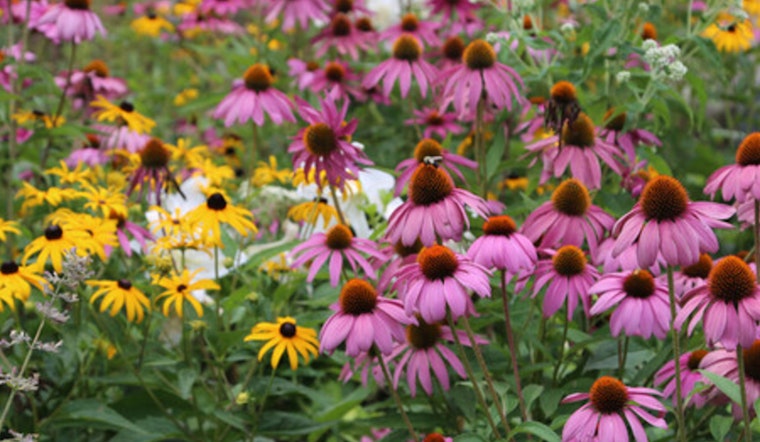 St. Louis Park Native Plant Sale Extends Deadline: Boost Your Garden and Help Pollinators