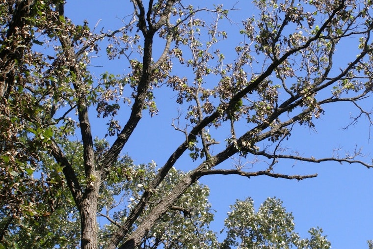 St. Louis Park Residents Invited to Nominate Their Beloved Trees for M.V.Tree 2025 Title