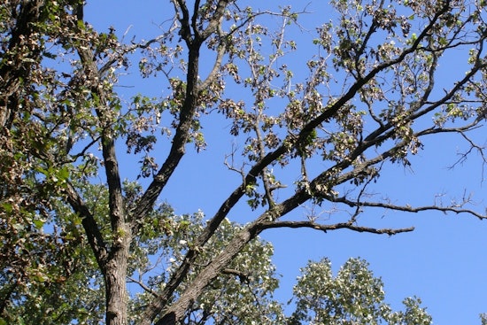 St. Louis Park Residents Invited to Nominate Their Beloved Trees for M.V.Tree 2025 Title
