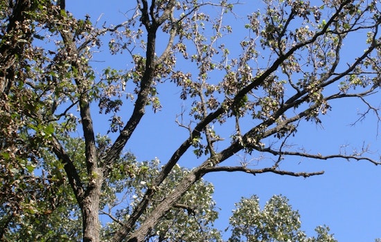 St. Louis Park Residents Invited to Nominate Their Beloved Trees for M.V.Tree 2025 Title
