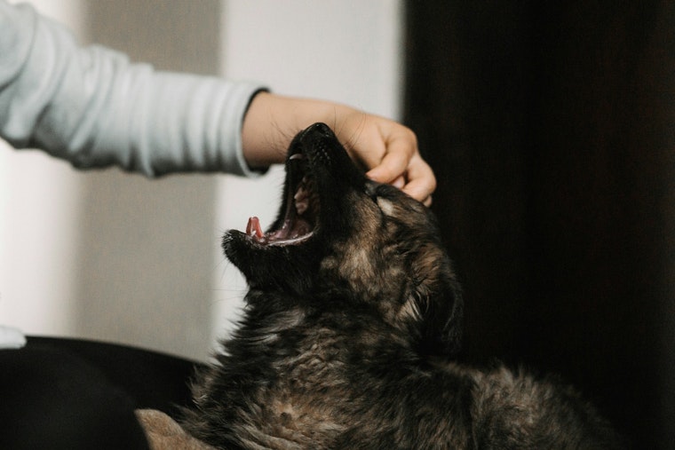 St. Louis Park to Address Rise in Dog Bites at Rental Properties with Landlord Safety Meeting