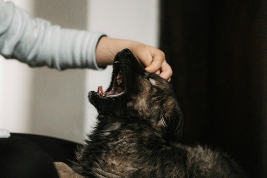 St. Louis Park to Address Rise in Dog Bites at Rental Properties with Landlord Safety Meeting