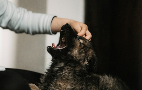 St. Louis Park to Address Rise in Dog Bites at Rental Properties with Landlord Safety Meeting
