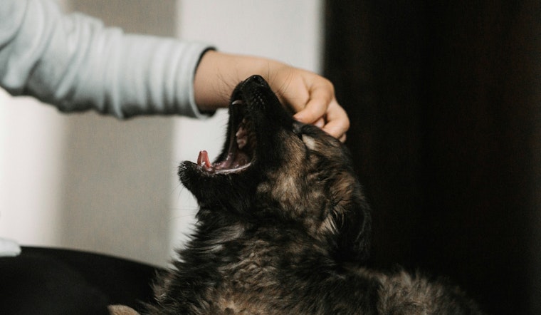St. Louis Park to Address Rise in Dog Bites at Rental Properties with Landlord Safety Meeting