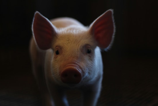 Staten Island Family's Pet Pig Lucy Wins Mayor's Reprieve, Allowed to Stay in NYC for Medical Care
