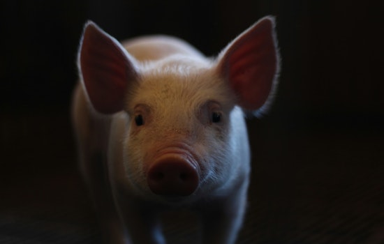 Staten Island Family's Pet Pig Lucy Wins Mayor's Reprieve, Allowed to Stay in NYC for Medical Care
