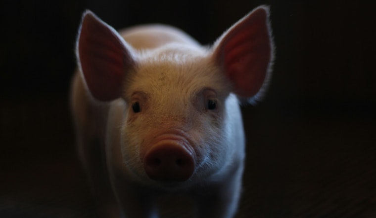 Staten Island Family's Pet Pig Lucy Wins Mayor's Reprieve, Allowed to Stay in NYC for Medical Care
