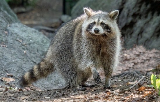 Surge in Rabies Cases Among Raccoons and Feral Cats Prompts Public Health Alert in Nassau County, New York