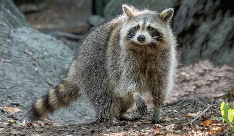 Surge in Rabies Cases Among Raccoons and Feral Cats Prompts Public Health Alert in Nassau County, New York