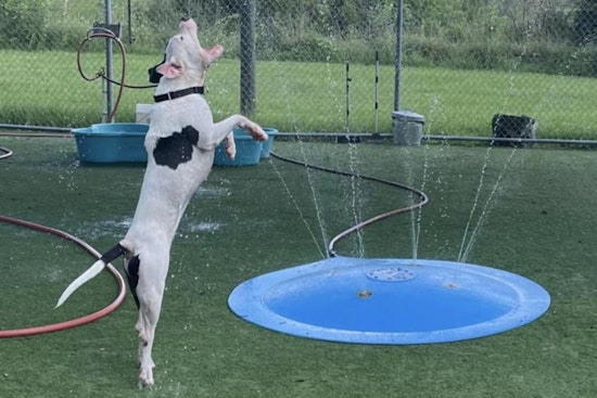 Tampa Bay's Pet Resource Center Overwhelmed Amidst Record Heatwave, Seeks Community Help for Dogs in Distress