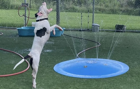 Tampa Bay's Pet Resource Center Overwhelmed Amidst Record Heatwave, Seeks Community Help for Dogs in Distress