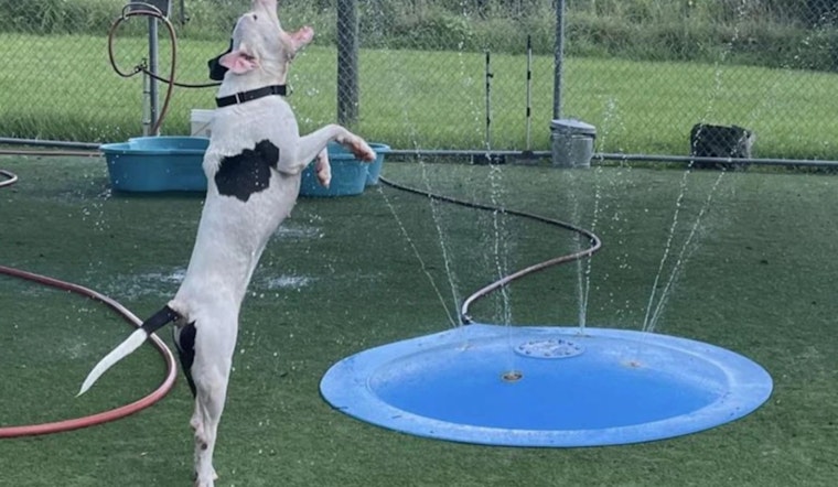 Tampa Bay's Pet Resource Center Overwhelmed Amidst Record Heatwave, Seeks Community Help for Dogs in Distress