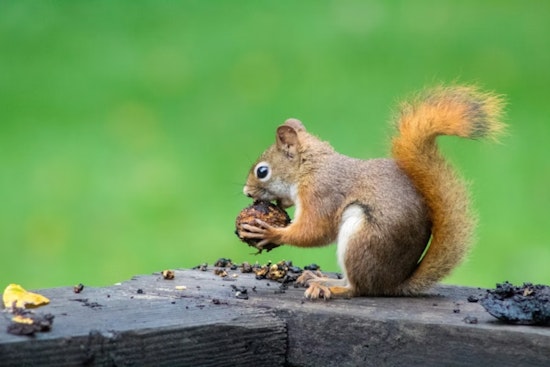 Taylorsville Power Outage: Squirrel Encounter Leaves 4,500 Residents in the Dark