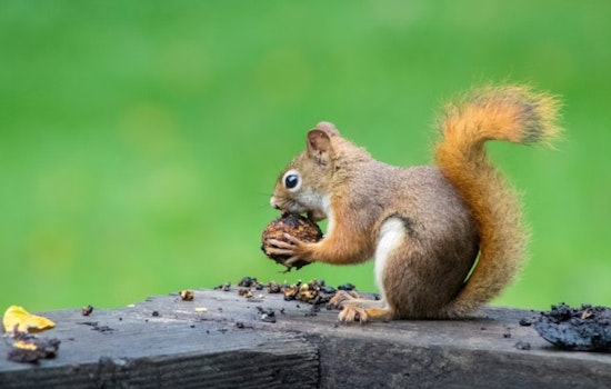 Taylorsville Power Outage: Squirrel Encounter Leaves 4,500 Residents in the Dark