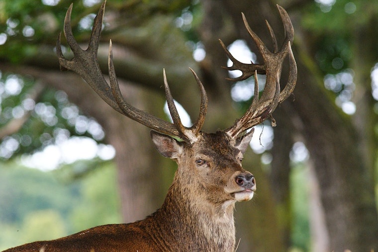 Tennessee Wildlife Resources Foundation Launches Annual Raffle with $50,000 Ford Voucher and More for Conservation Efforts
