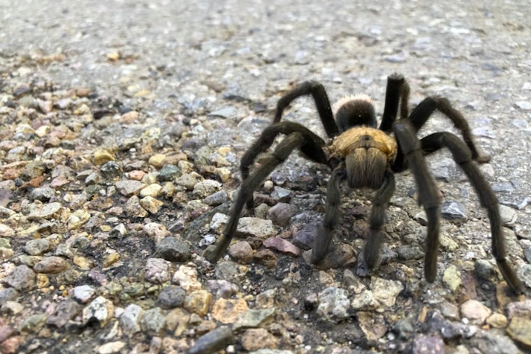 Thousands of Tarantulas Set to Emerge in Texas and Beyond in Seasonal Mating Display