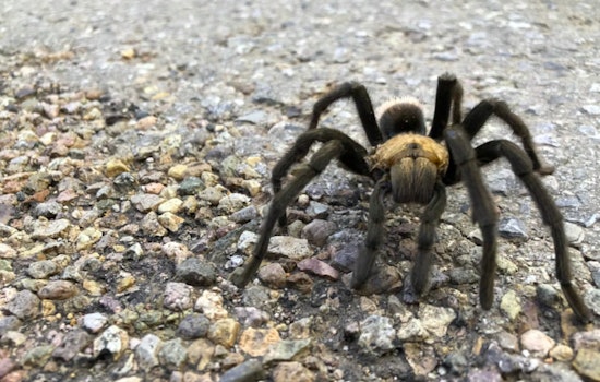 Thousands of Tarantulas Set to Emerge in Texas and Beyond in Seasonal Mating Display