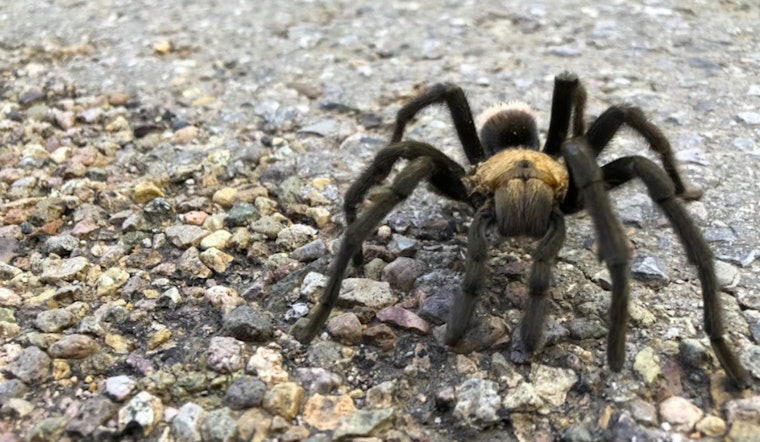 Thousands of Tarantulas Set to Emerge in Texas and Beyond in Seasonal Mating Display