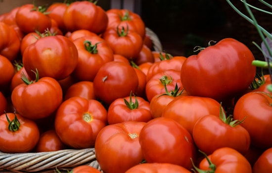 Tomato Turmoil: U.S. Slaps 17% Duty on Mexican Tomatoes, Arizona Braces for Economic Blow and Consumer Price Hike