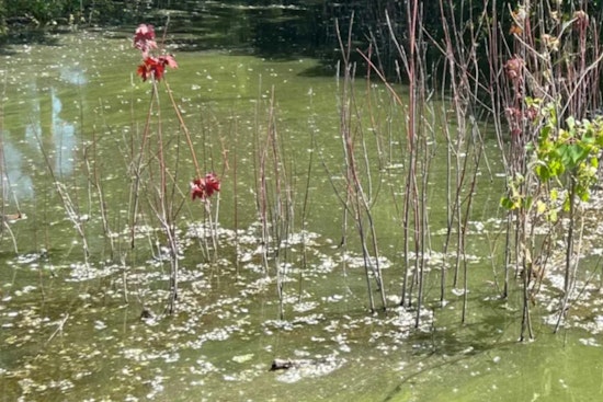 Toxic Blue-Green Algae Alert for Bloomington's Penn Lake: Public Warned to Avoid Water Contact
