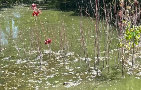 Toxic Blue-Green Algae Alert for Bloomington's Penn Lake: Public Warned to Avoid Water Contact