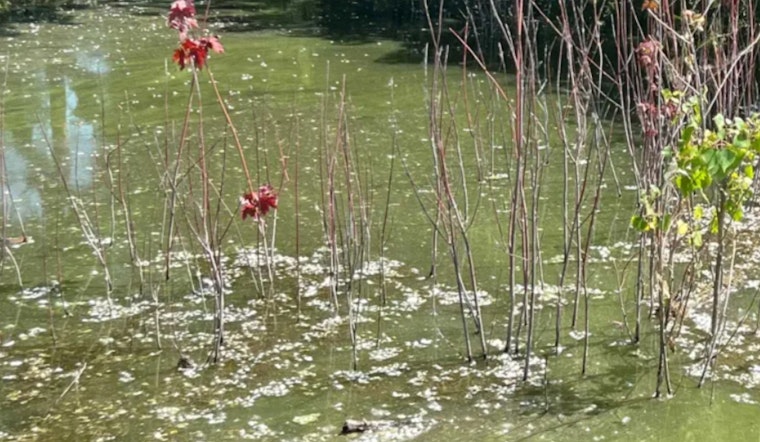Toxic Blue-Green Algae Alert for Bloomington's Penn Lake: Public Warned to Avoid Water Contact