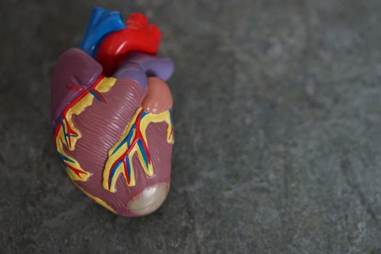 University of Cincinnati Researcher Secures $2.6 Million Grant to Investigate Diabetic Cardiomyopathy