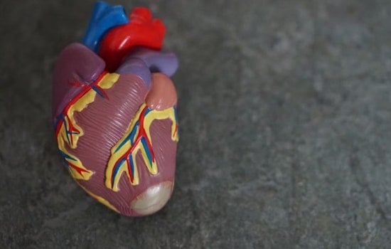 University of Cincinnati Researcher Secures $2.6 Million Grant to Investigate Diabetic Cardiomyopathy