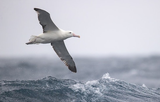 University of Cincinnati Researchers Develop Albatross-Inspired Drone with $700K DARPA Grant