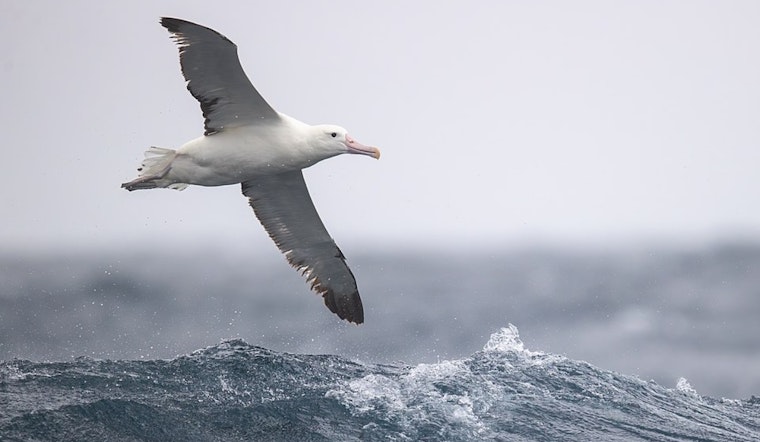 University of Cincinnati Researchers Develop Albatross-Inspired Drone with $700K DARPA Grant