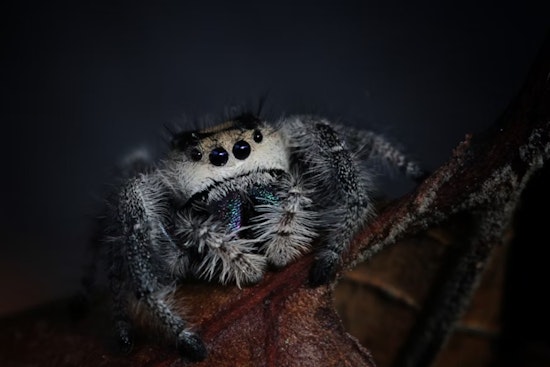 University of Cincinnati Study Reveals Spiders Can Trick AI with Wasp Mimicry