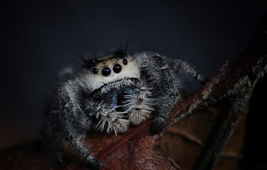 University of Cincinnati Study Reveals Spiders Can Trick AI with Wasp Mimicry