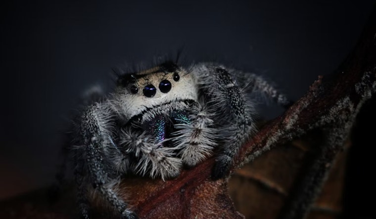 University of Cincinnati Study Reveals Spiders Can Trick AI with Wasp Mimicry