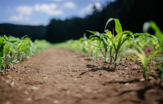 University of Minnesota Researchers Refine Soil Test to Optimize Corn Nitrogen Levels and Enhance Sustainable Farming Practices