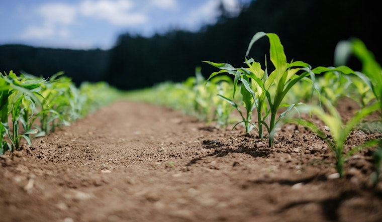 University of Minnesota Researchers Refine Soil Test to Optimize Corn Nitrogen Levels and Enhance Sustainable Farming Practices