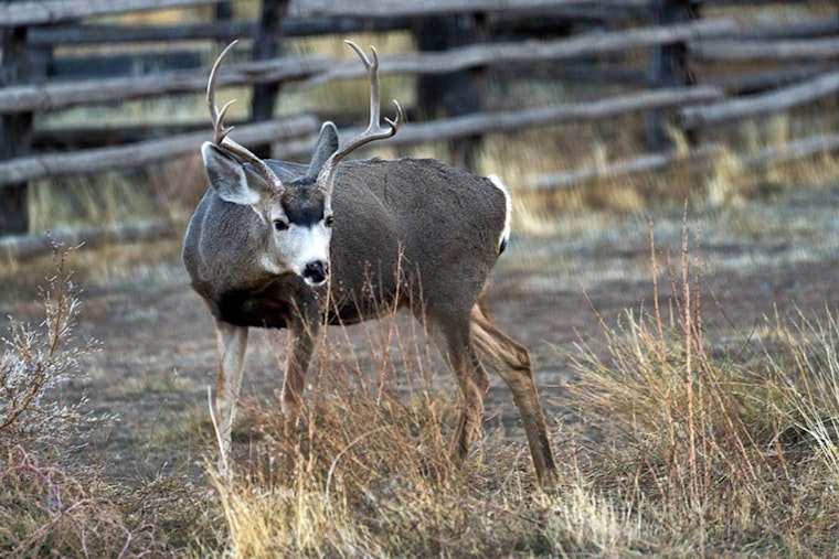Utah Division of Wildlife Resources Seeks Public Input to Revitalize State's Declining Deer Population