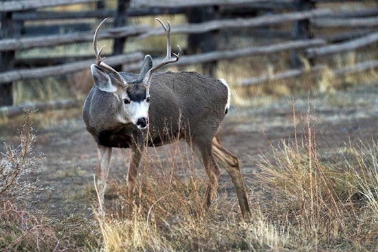 Utah Division of Wildlife Resources Seeks Public Input to Revitalize State's Declining Deer Population