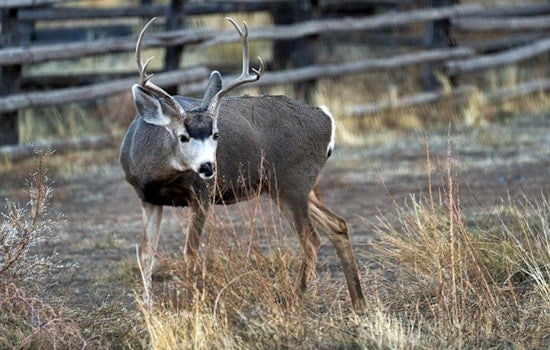 Utah Division of Wildlife Resources Seeks Public Input to Revitalize State's Declining Deer Population