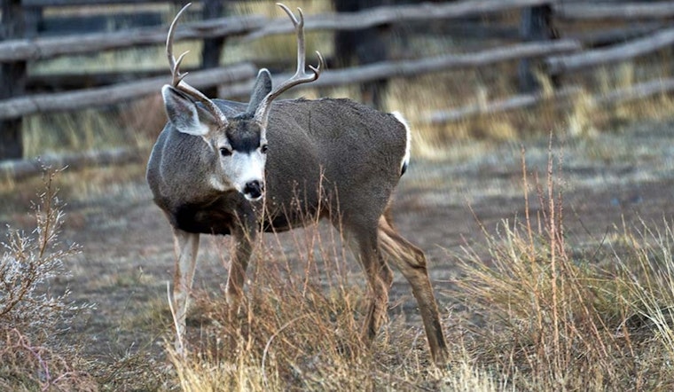 Utah Division of Wildlife Resources Seeks Public Input to Revitalize State's Declining Deer Population