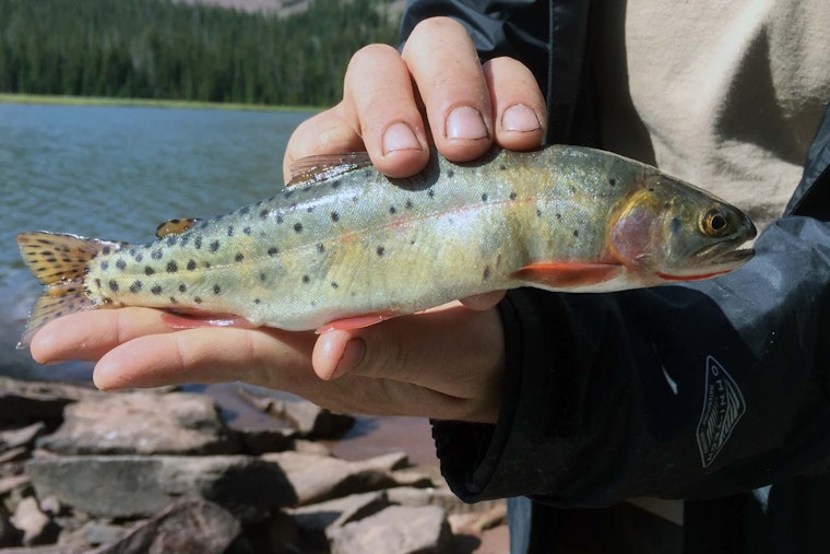 Utah Teams Up with Ashley National Forest to Restore Native Trout Population in High Uintas