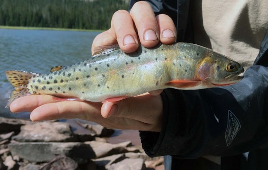 Utah Teams Up with Ashley National Forest to Restore Native Trout Population in High Uintas